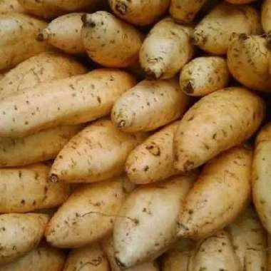 Ubi Madu Cilembu ubi manis mentah