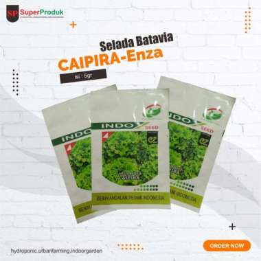 benih selada batavia caipira - lettuce batavia caipira 5gr Multicolor