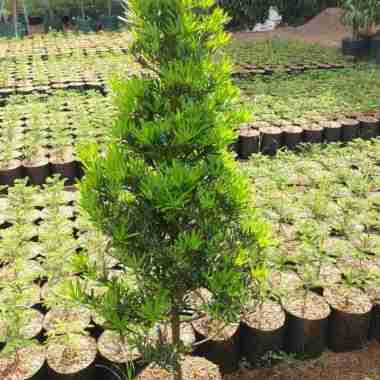 pohon lohansung tinggi 1,5 meter Multicolor