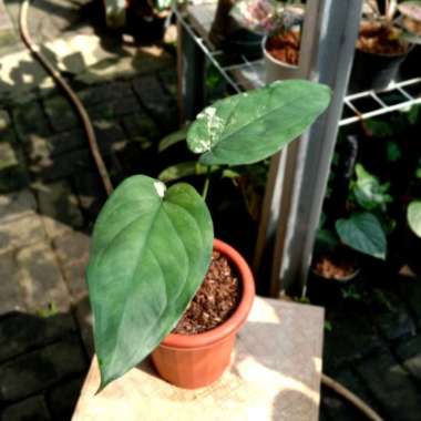 syngonium chiapense variegata promo Multicolor