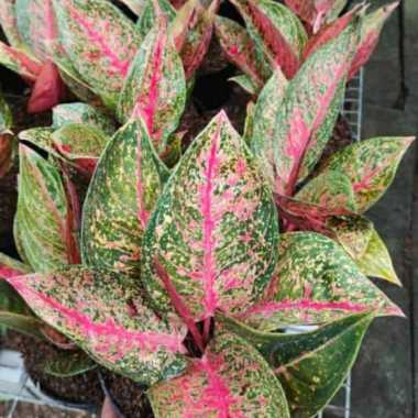 aglonema tiara merah size l tanaman hias bunga rimbun rosette Multicolor