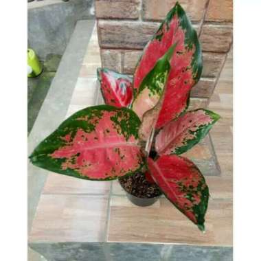 alonema red kochin - tanaman hias aglonema - pohon aglonema red kochin Multicolor