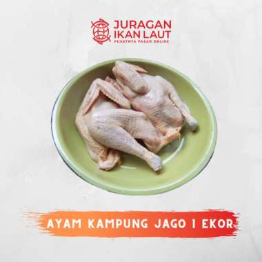 Ayam Kampung Jago Hidup Berkualitas - 1 Ekor