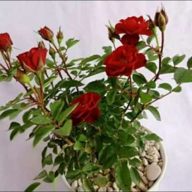 tanaman hias bunga mawar merah besar inc pot putih dan batu Multicolor