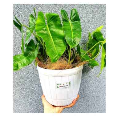 philodendron burle marx uk besar Multicolor