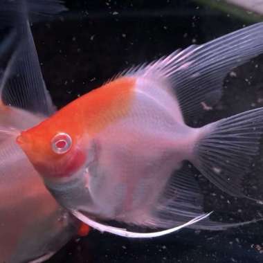 Manfish rca / red cap albino size 4 cm Multicolor