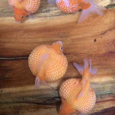 Ikan Maskoki Goldfish Mutiara Pearlscale Red White PREMIUM QUALITY Multicolor