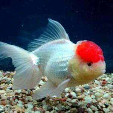 koki oranda red cap biangan siap breeding Multicolor