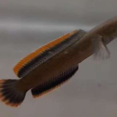 channa limbata lawu cb rim tebal Multicolor