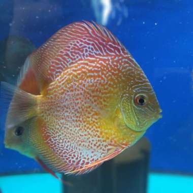 Discus LSS 4 inch Up Multicolor