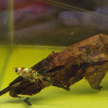 Cupang female koi gold line thailand Multicolor