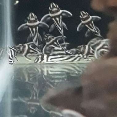 Pleco L46 Hypancistrus Zebra Baby Small Multicolor