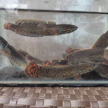 hiasan aquarium channa bleheri rainbow snakehead indukan jumbo Multicolor