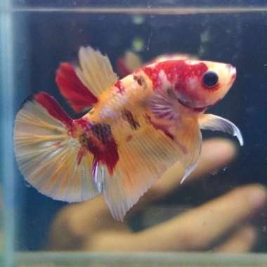 CUPANG KOI YELLOW BASE MALE 3 BULAN Multicolor