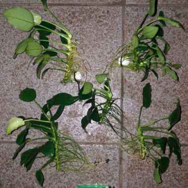 anubias nana Multicolor