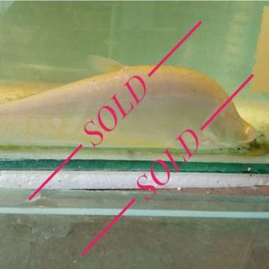 Ikan Belida Albino 20 cm Multicolor