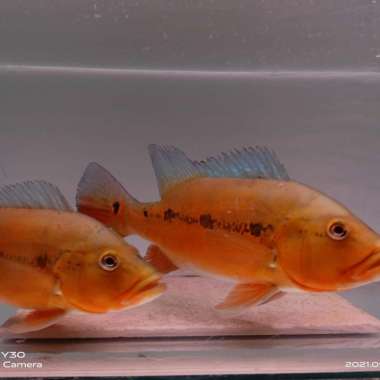 ikan p.bass xingu Multicolor