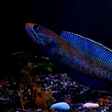 andrao 8-10cm Multicolor