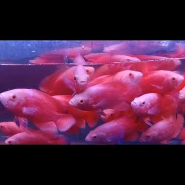 hiasan aquarium Oscar Paris albino red chilli Multicolor