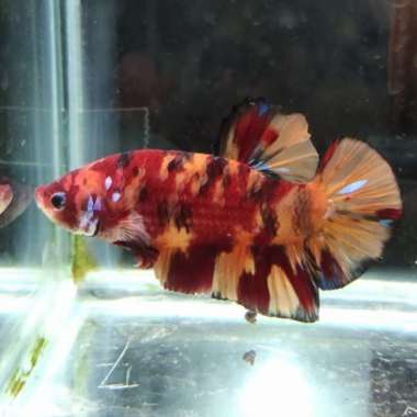 ikan cupang hias giant nemo galaxy size big BO 6.5CM Multicolor