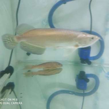 Ikan Arwana Jardini Green Pearl 18-20 cm. Multicolor