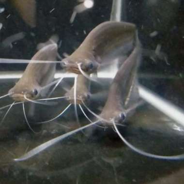 Hiasan Aquarium Ikan Glass Catfish Ikan Hias Multicolor