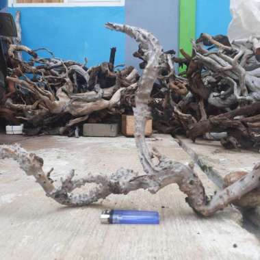 kayu santigi laut atau santigi karang grade a 498 Multicolor