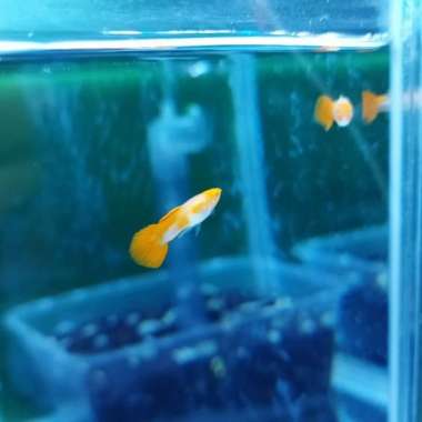 Ikan Guppy Albino Koi Gen King Red Ear Sepasang Multicolor