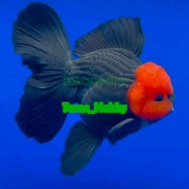 Koki Oranda Tancho Berkualitas Size (M) Multicolor