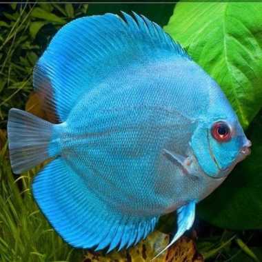 discus blue diamond / ikan discus / discus biru / blue diamond discus Multicolor