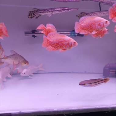 oscar tiger albino Import Multicolor