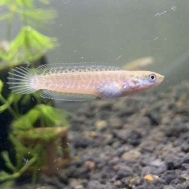 IKAN CHANNA ANDRAO BABY BKN BLEHERI STEWARTI ASIATICA PULCHRA Multicolor