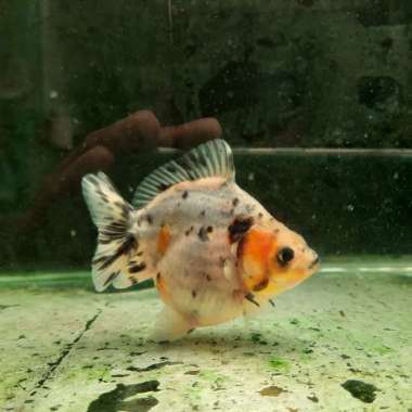 ikan mas koki oranda short body calico sapi blue base 9cm tiny tail Multicolor