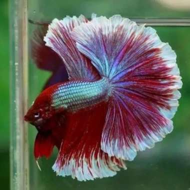 ikan cupang halfmoon lavenderr big ear dumbo Multicolor