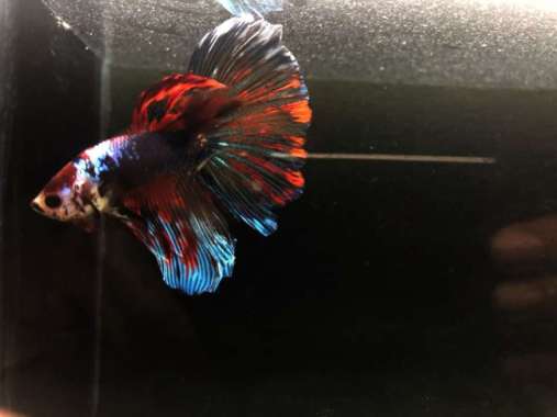 cupang giant halfmoon multicolour ori import thailand size indukan Multicolor