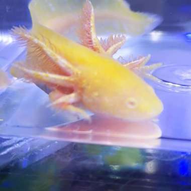axolotl golden size 8cm Multicolor
