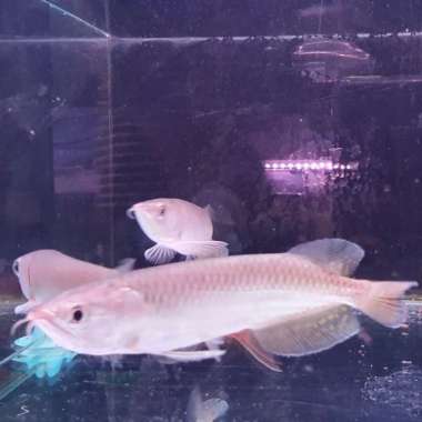 ikan Jardini Multicolor