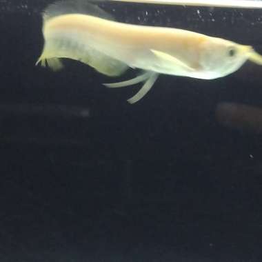 arwana silver albino Multicolor