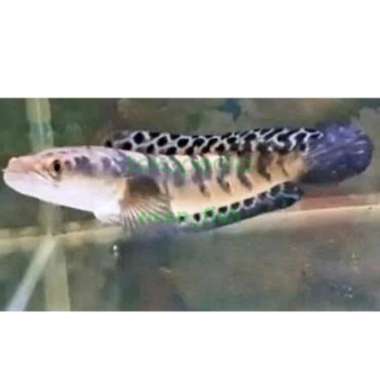 CHANNA YS BATIK MARBOR MARU BORNEO FIN BATIK SINGLE TANK SIZE 14-17 CM Multicolor