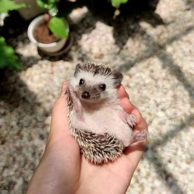 landak mini anakan Varian Based Information