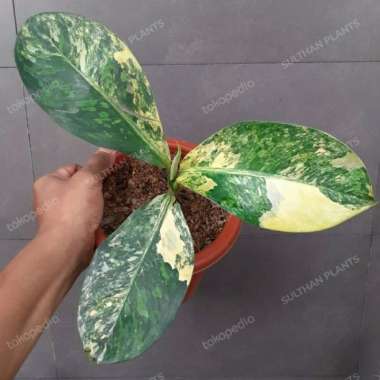 Diven Panglima Varigatha / Dieffenbachia Longispata Multicolor
