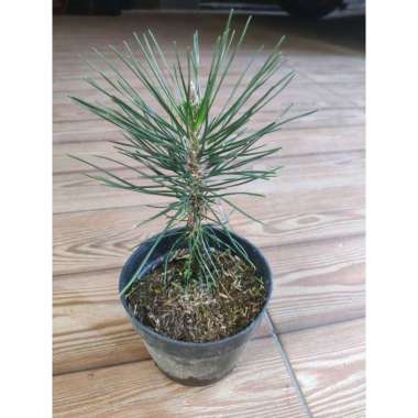 Tanaman Hias Daun Pohon Japanese Black Pine / Pinus Hitam Jepang / untuk bahan bonsai