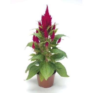 Tanaman Hias Bunga Celosia Merah