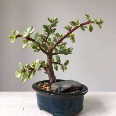 Tanaman Hias Daun Jade Plant Variegata