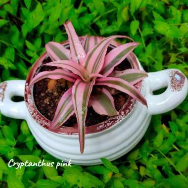 Tanaman Hias Daun Cryptanthus Pink