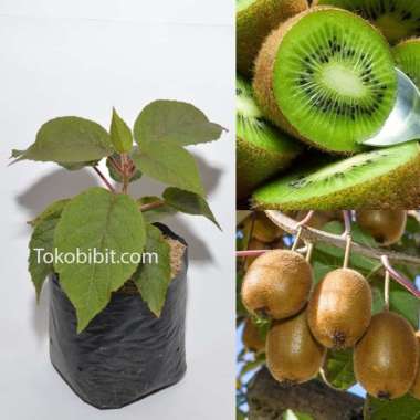 Tanaman Buah Kiwi