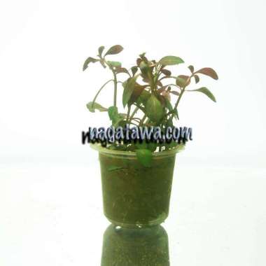 Tanaman Aquascape " Ludwigia Sp Red Daun Darat " Per Cup