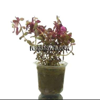 Tanaman Aquascape " Rotala Rotundifila " Per Cup