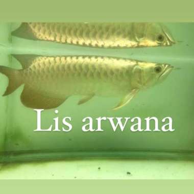ikan arwana golden crosback 24k