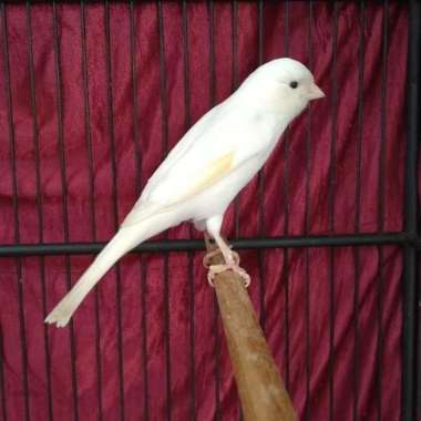 burung kenari f1 ys gacor putih